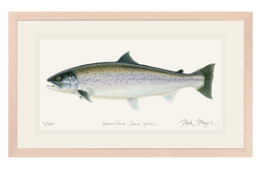 Sea Run Brown Trout Print