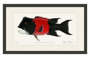 Bull CA Sheephead II Print