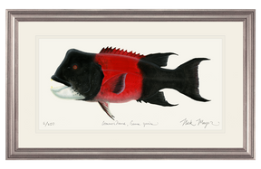 Bull CA Sheephead II Print