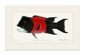 Bull CA Sheephead II Print