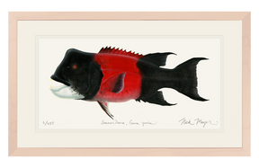 Bull CA Sheephead II Print