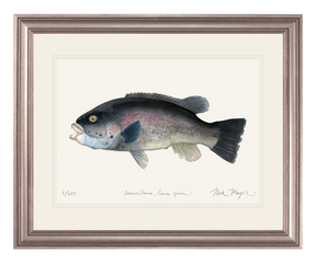Tautog/ Blackfish Print
