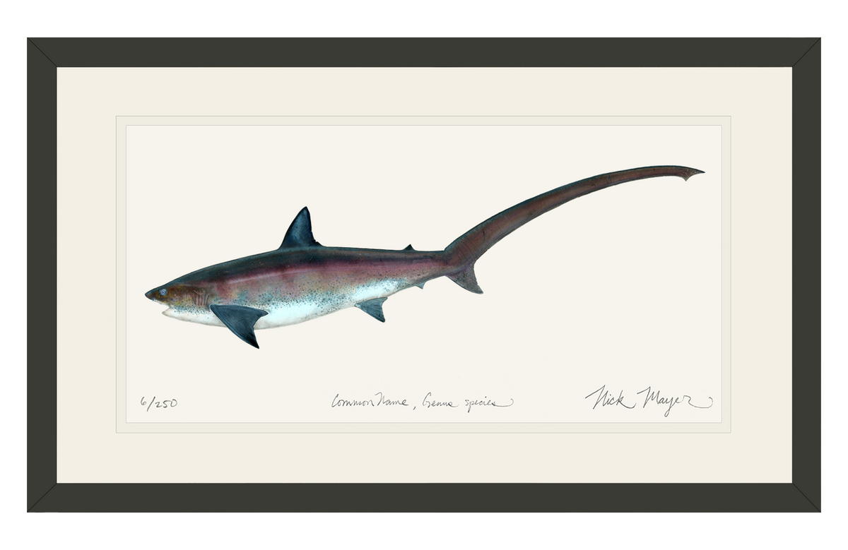 Thresher Shark Print