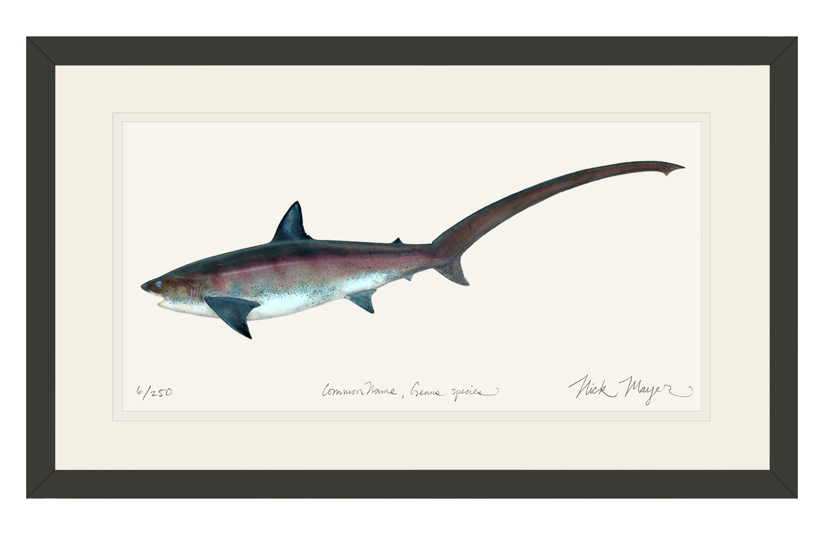 Thresher Shark Print