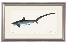 Thresher Shark Print