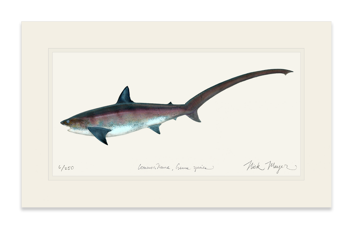 Thresher Shark Print