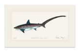 Thresher Shark Print