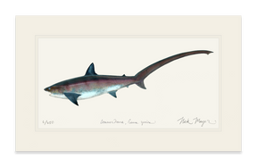 Thresher Shark Print