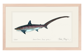 Thresher Shark Print