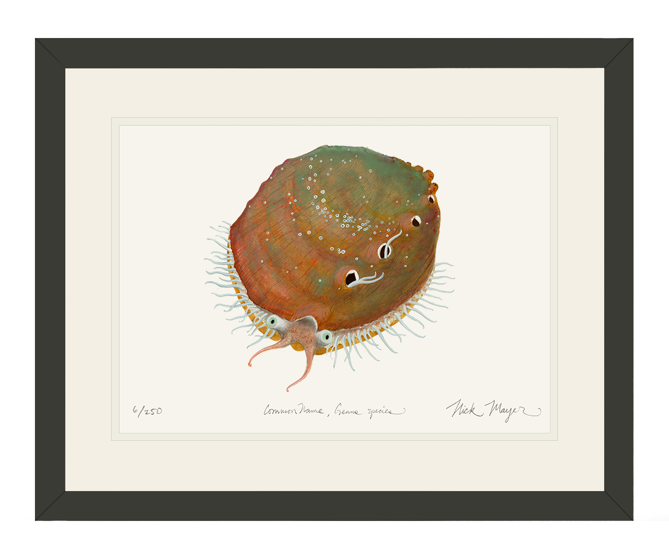 White Abalone I Limited Edition Print