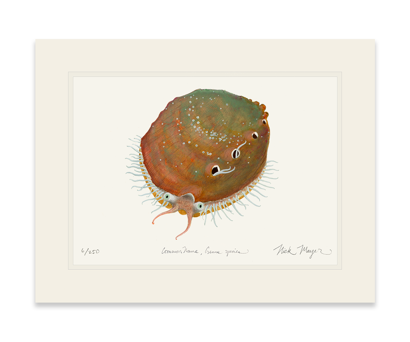 White Abalone I Limited Edition Print