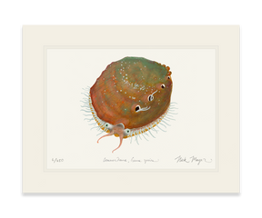White Abalone I Print