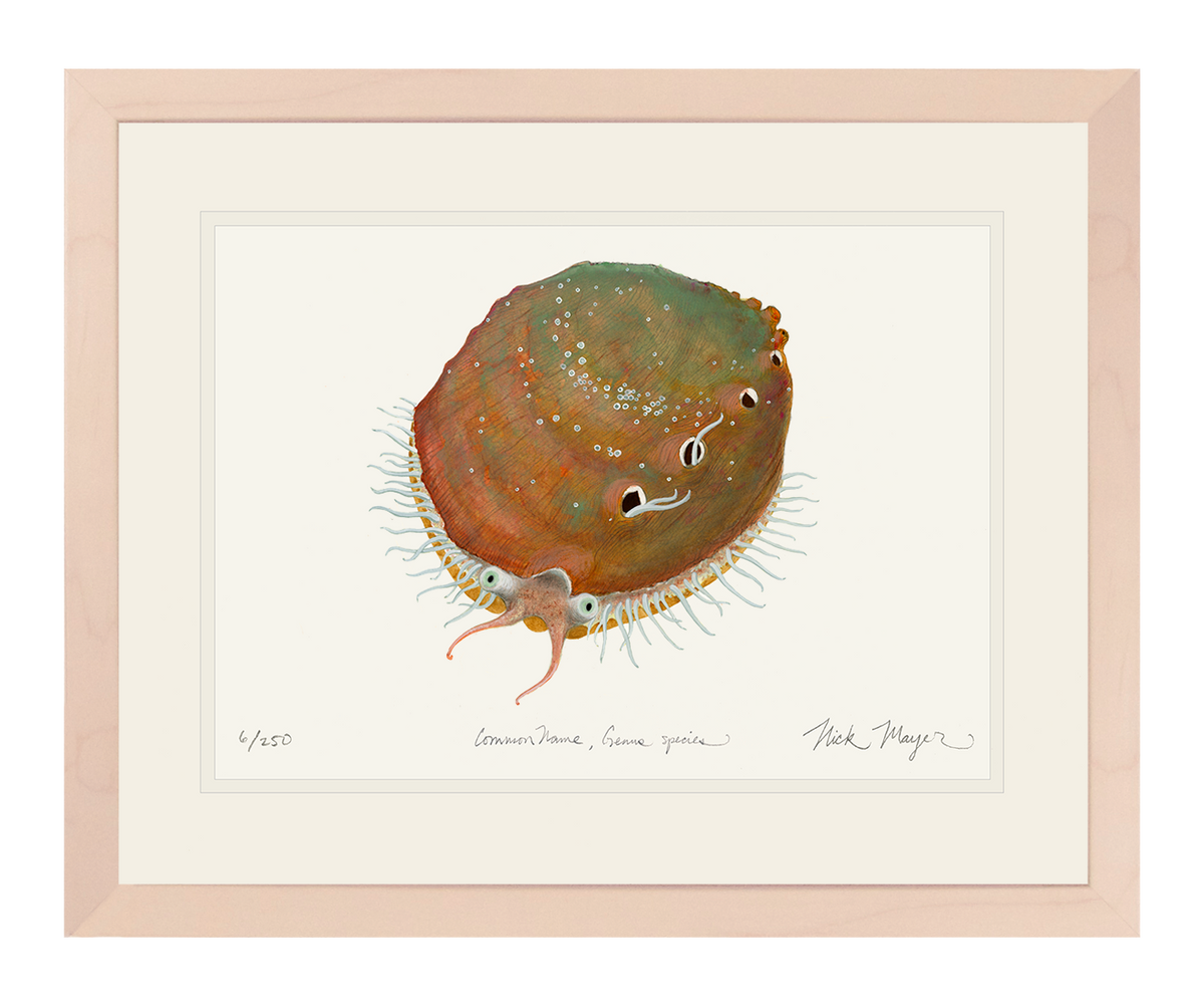 white_abalone_1_fish_art_print