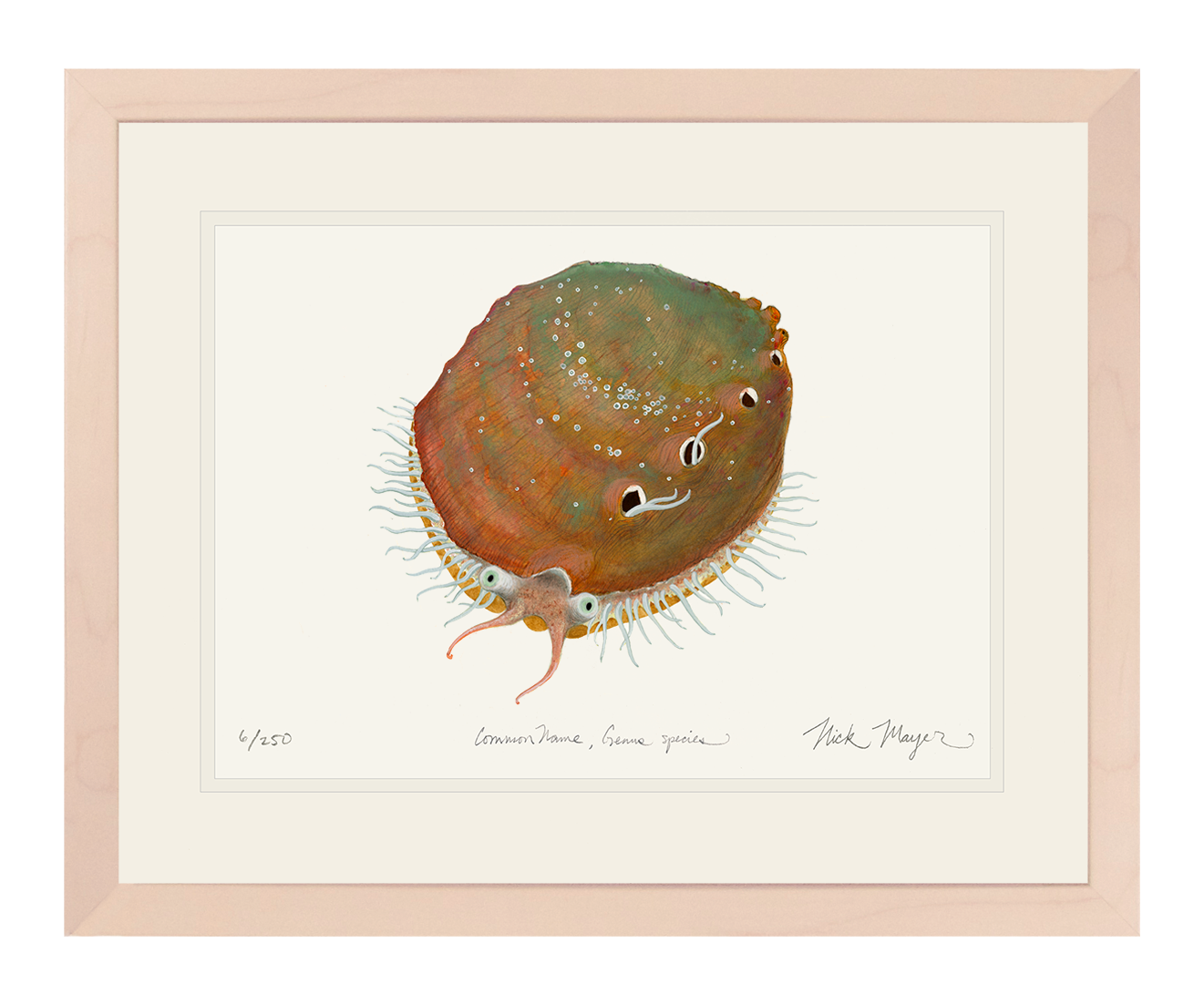 White Abalone I Limited Edition Print