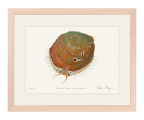 White Abalone I Print