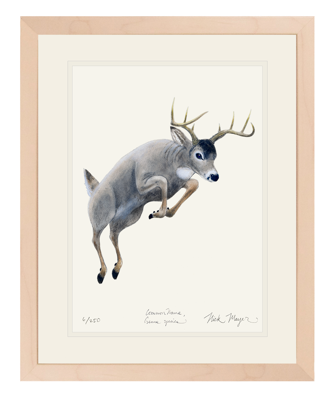Whitetail Buck Print