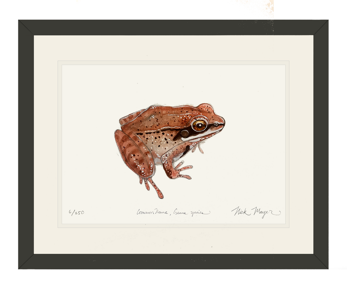 NEW Wood Frog Print
