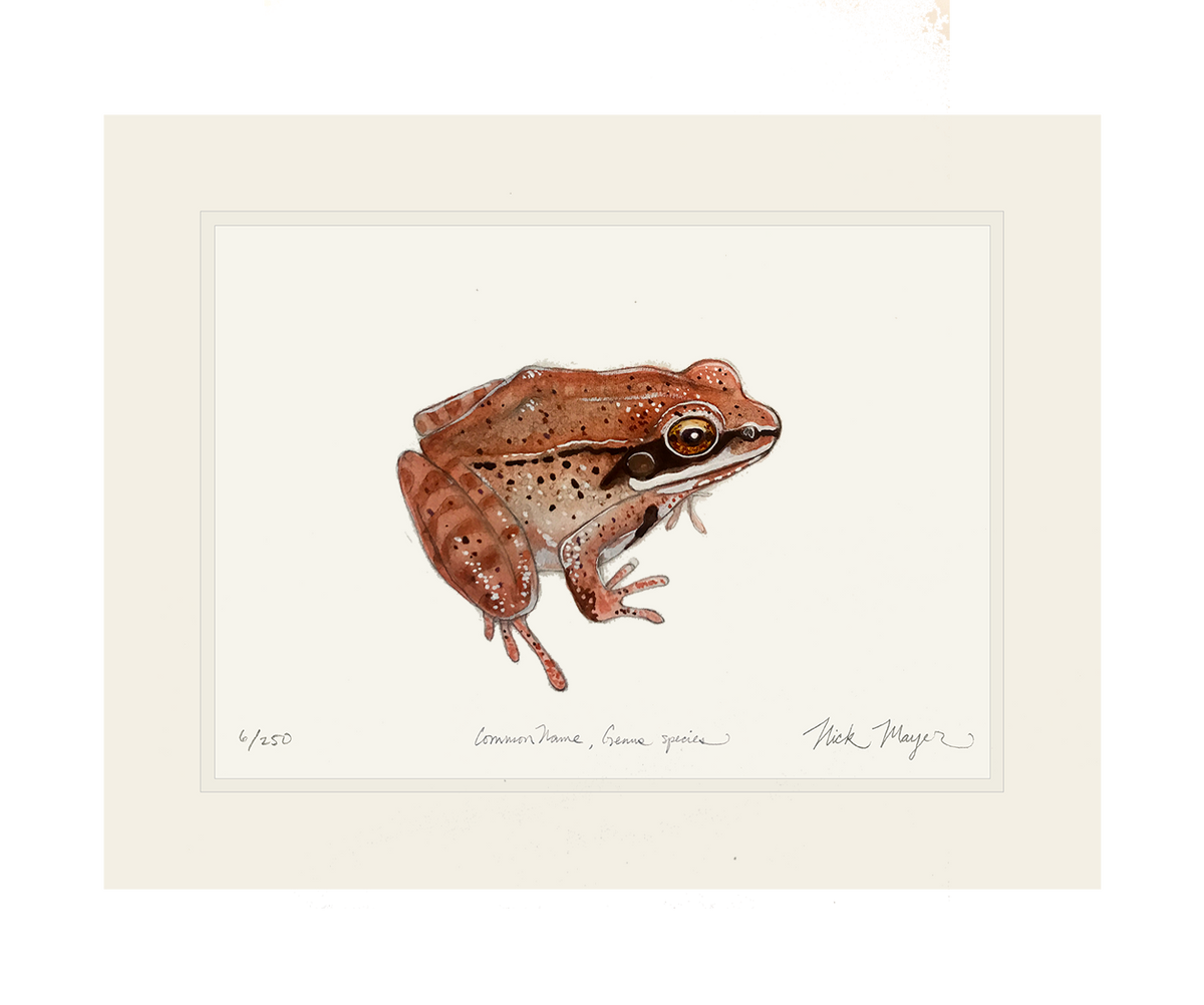 wood-frog-art-print-uf.png?v=