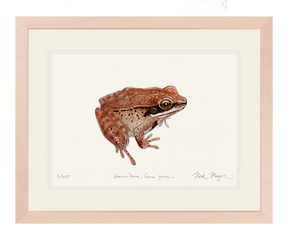 NEW! Wood Frog Original Watercolor Painting
